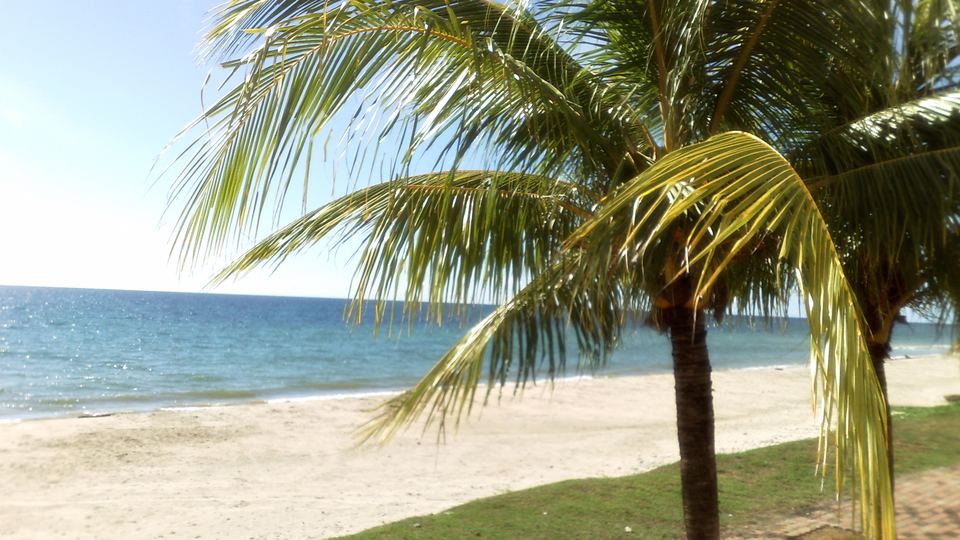 Palm tree on a sandy beach on Labuan island looking out to the South China Sea