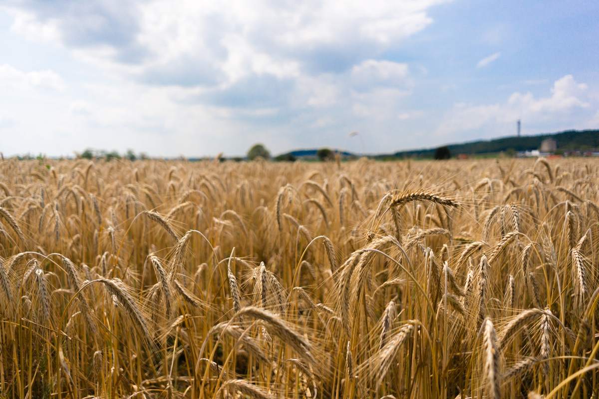 Ripe golden rye ears in a field, the grain behind rye whiskey